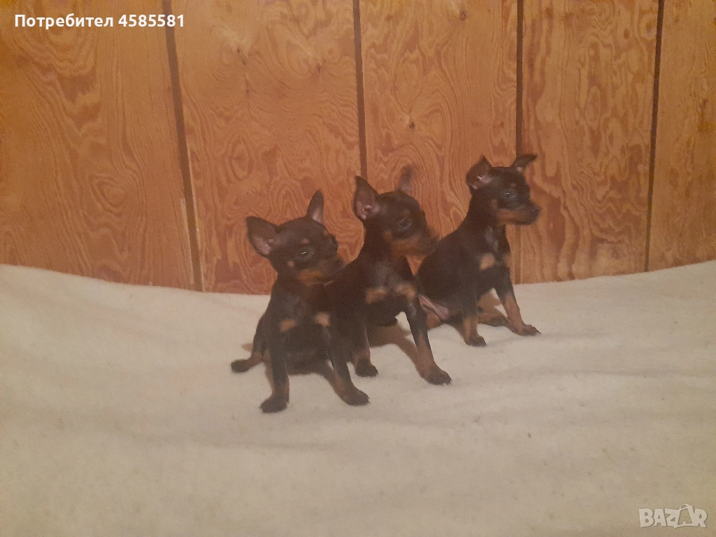 Чистокръвни немски пинери, снимка 1