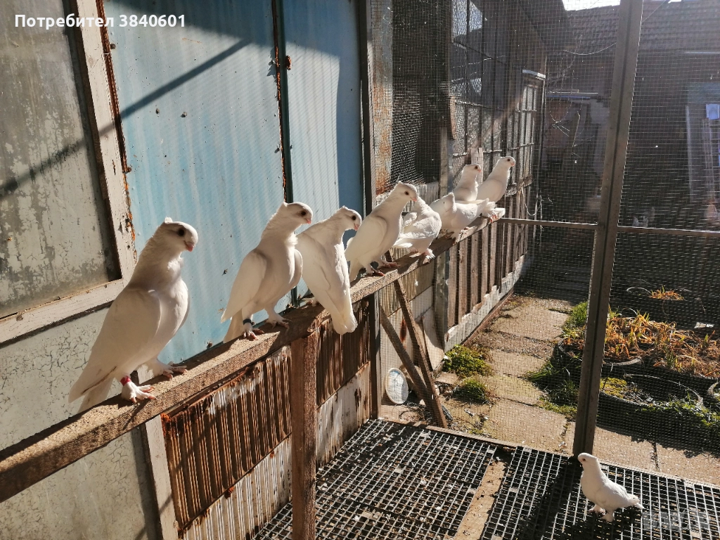 Сатинети , снимка 1