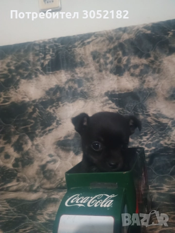 Свободни момчета чихуахуа , снимка 7 - Чихуахуа - 52656105