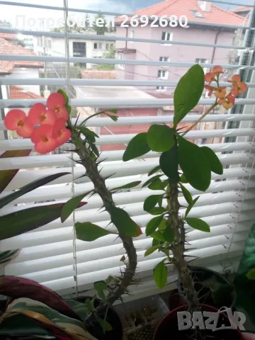 Традесканция рео, кротон,христов венец и други цветя/бамбук/цени в описанието , снимка 8 - Стайни растения - 50184776
