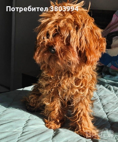 Червен тйи къп / той пудел момиченце на 7 месеца. , снимка 2 - Пудели - 52935122