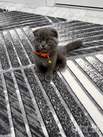 Шотландско клепоухо, снимка 2 - Британска късокосместа - 52860696