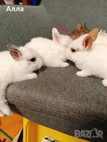 Декоративни зайчета, голландско джуджета , снимка 5 - Декоративни зайчета - 53565282
