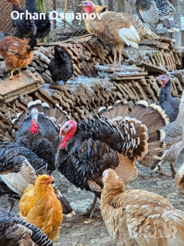 Пуяци, Пуйки 