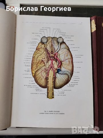 Анатомический атлас человеческого тела. Том 2

и 3, снимка 2 - Специализирана литература - 49526088