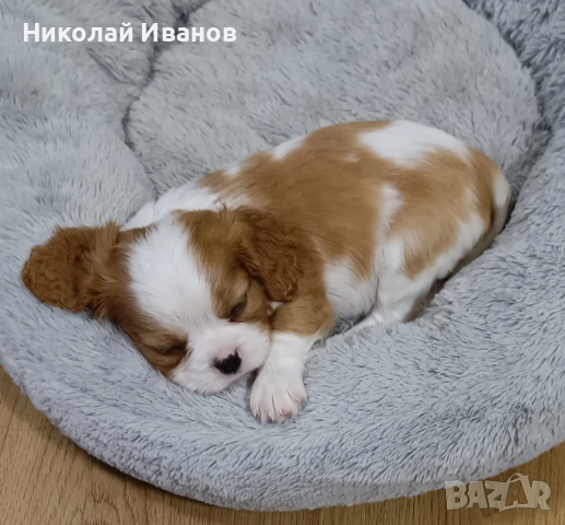 Кавалер Кинг Чарлз Шпаньол