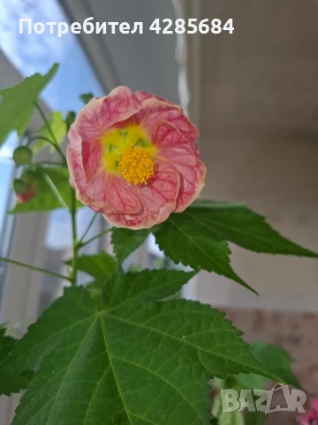 розов абутилон , снимка 5 - Стайни растения - 50475036