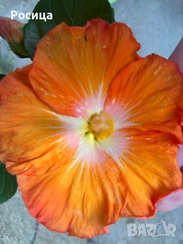 хибискус , снимка 3 - Стайни растения - 52336024