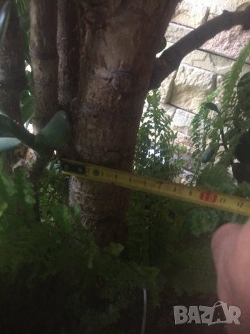Дьрвото на живота , снимка 3 - Стайни растения - 26841668