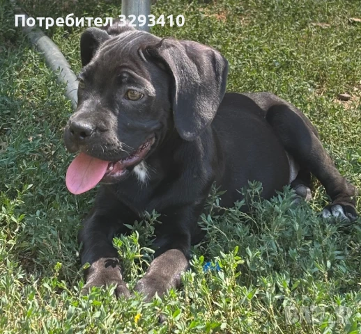 Останаха 2 Кане Корсо, снимка 1