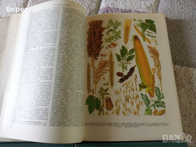 Бг енциклопедии пълен комплект пет тома, снимка 3 - Енциклопедии, справочници - 32554202