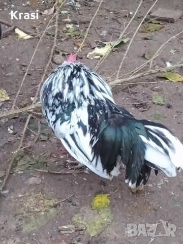 декоративни петлета и кокошлета, снимка 6 - други­ - 52408726