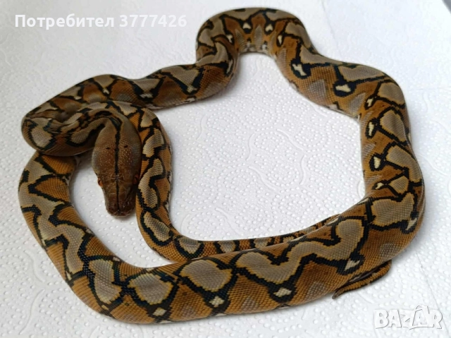 Мрежест Питон / Python reticulatus, снимка 3 - Змии - 42661689