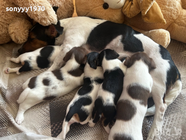 джак ръсел-бебета 2310251256