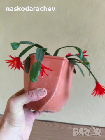 Стайно цвете "Великденче", снимка 4 - Стайни растения - 50951816