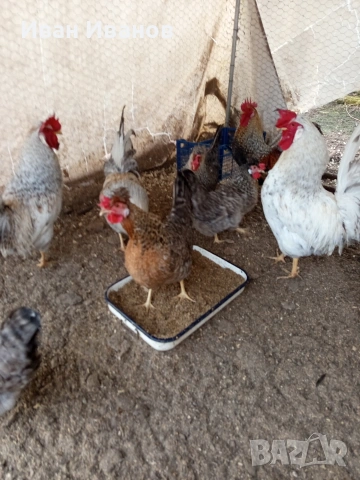 Два петела Легбар