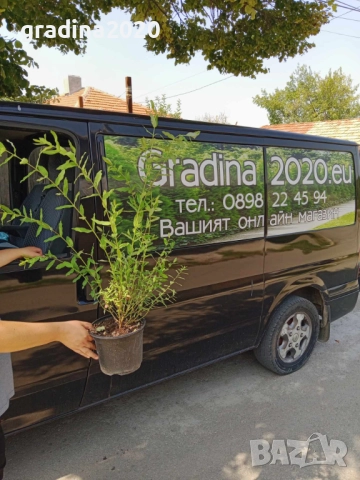 Храстовидна ,Пъстролистна японска върба / Salix Hakuro Nishiki, снимка 8 - Разсади - 40382130