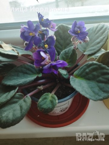 Септолия, снимка 2 - Стайни растения - 43907352