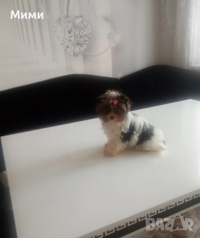 Бивър йоркширски териер , снимка 4 - Йоркширски териер - 51674847