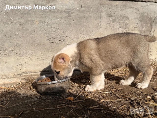 Кученца АЛАБАЙ(САО), снимка 5 - Алабай - 53439801