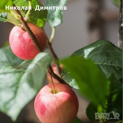 Продавам декорация ябълково дърво в саксия H 100 cm, снимка 6 - Декорация за дома - 29068590