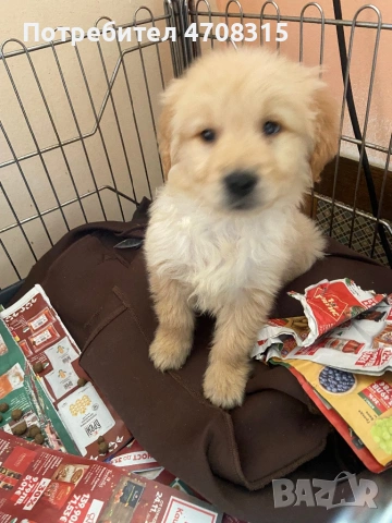 Голдън ретривър момче родословен баща, снимка 8 - Голдън ретривър - 53384772