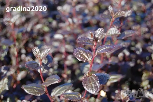 Цеанотусът (Ceanothus) или калифорнийският люляк Налични 3 вида, снимка 11 - Разсади - 49943995