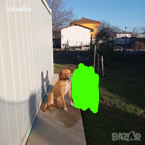 Здрав и Млад Датски Дог за Разплод, снимка 8 - Търси партньор - 52330332