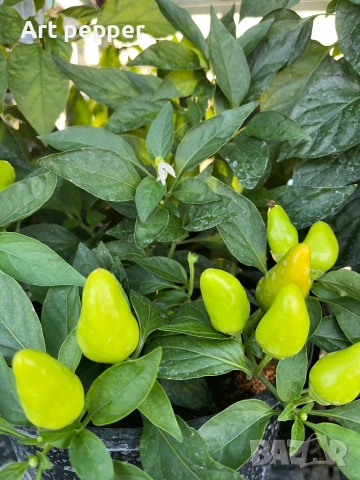 Екзотични люти чушки в саксия, снимка 14 - Градински цветя и растения - 51202444