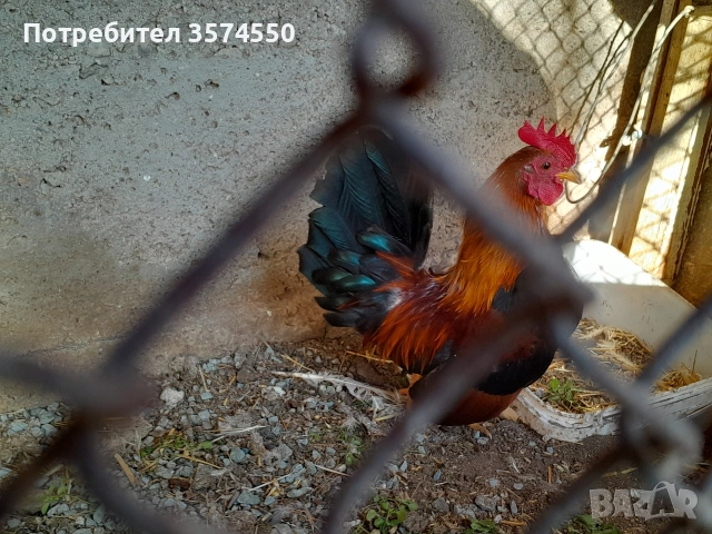 Продавам Серами, снимка 5 - други­ - 53164200