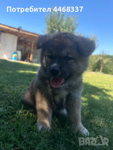 Бебета Акита Ину, снимка 13 - Акита ину - 51249133