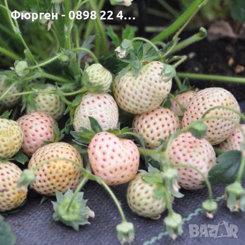 Бяла ягода - ананасова , снимка 3 - Разсади - 36835571