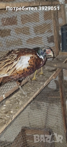 Продавам фазани, снимка 2 - други­ - 52029090