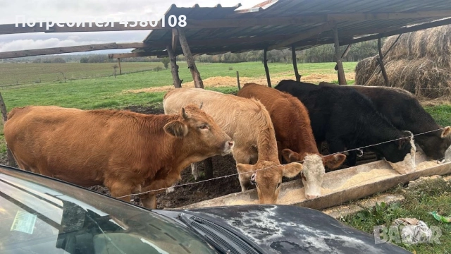 Свободни телета, снимка 2 - Крави - 52594778