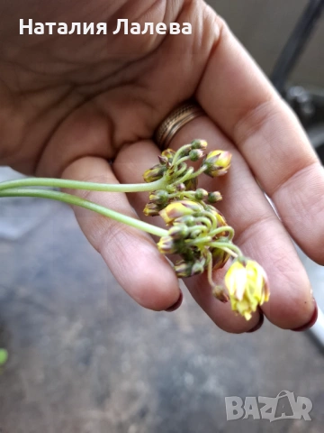 Оксалис, Oxalis Double trouble, снимка 4 - Стайни растения - 53139301