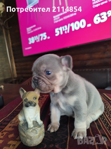 Френски булдог , снимка 4 - Френски булдог - 52080670