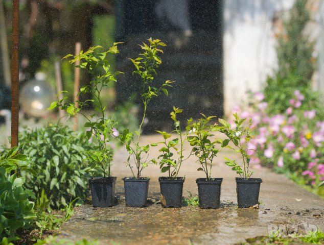 Цветя и растения за градината - ХИТ цени - Онлайн — Bazar.bg