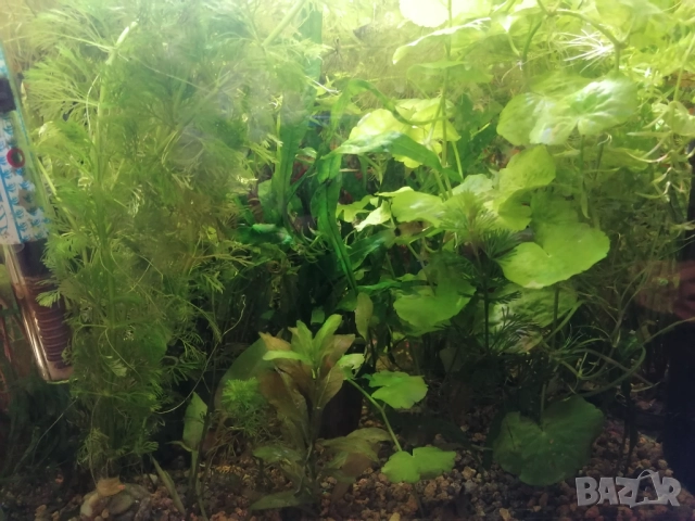 Продавам водни растения за аквариум