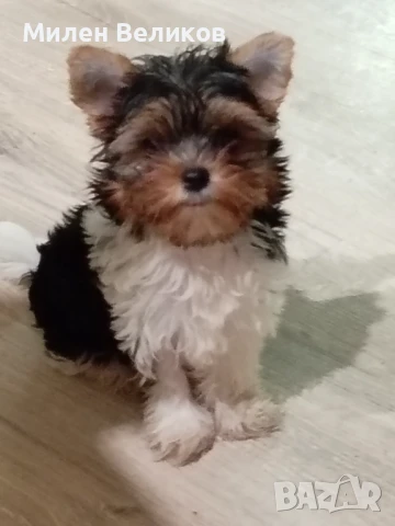 Йоркширски териер, снимка 1