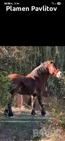 Жребец,тежковоз, снимка 6 - Коне - 53385310