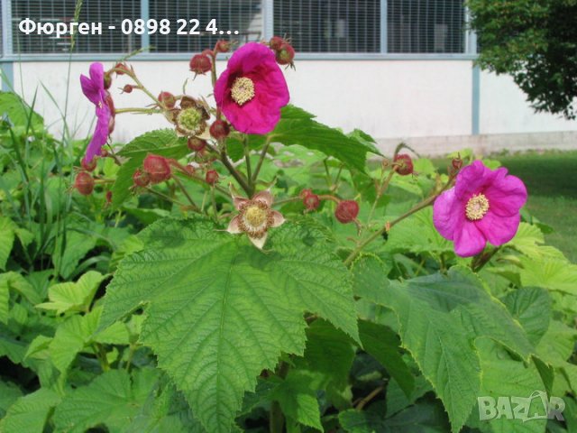Малина (rubus odoratus) - розово цъфтяща малина