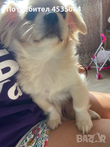 Пекинез, снимка 1