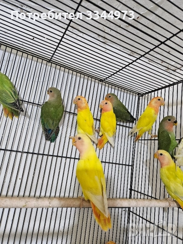 неразделки и вълнисти папагали