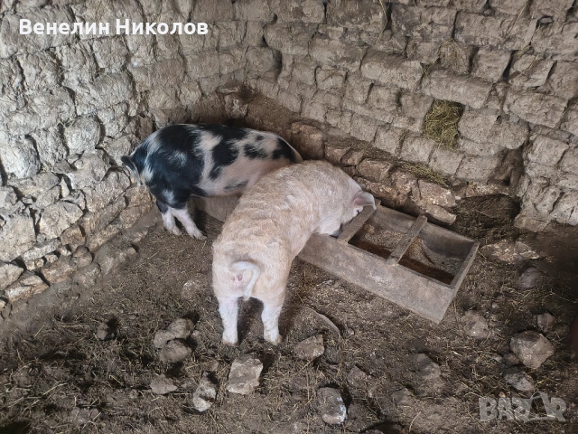 Прасета, снимка 4 - Прасета - 53480787