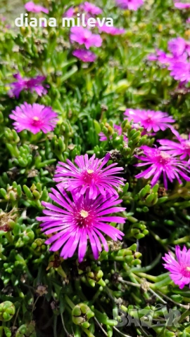 Делосперма (Delosperma cooperii), вечнозелено многогодишно сукулентно растение, снимка 8 - Градински цветя и растения - 53567133