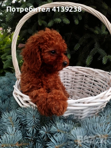 Той пудел , снимка 3 - Пудели - 46324560