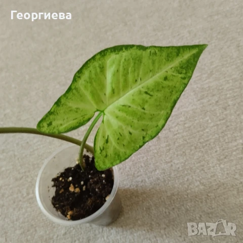 сингониум, филодендрон, сциндапсус , снимка 3 - Стайни растения - 51061139