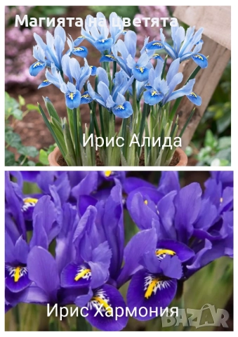 Разпродажба Луковици на 5 сорта ириси, снимка 2 - Градински цветя и растения - 52327324