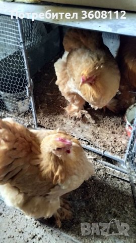 Продавам оплодени яйца , снимка 7 - Кокошки и пуйки - 39593851