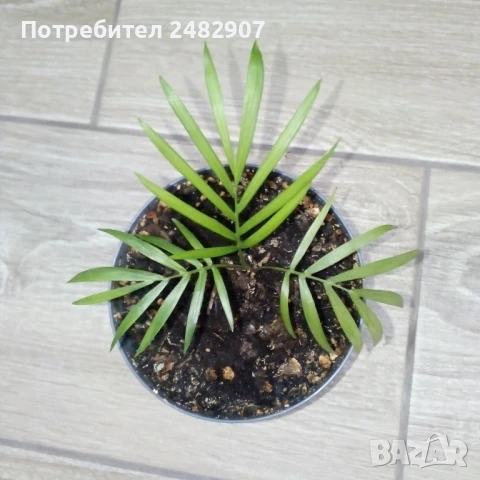Палма "Хамедорея" , снимка 2 - Стайни растения - 51303544